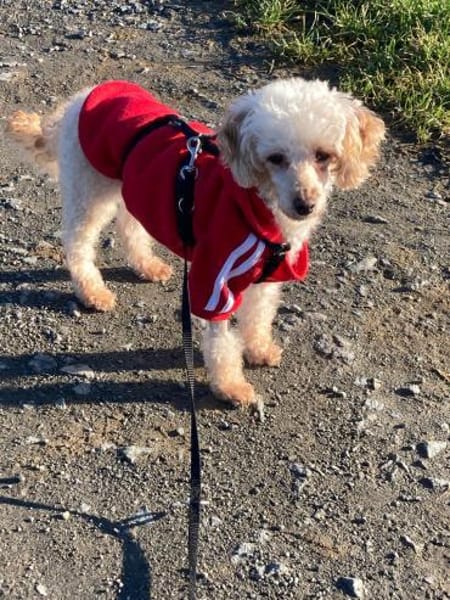 Level, zauberhafte Pudeldame geb. 2020