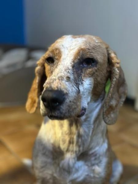 DALIA - verschmust und lernwillig