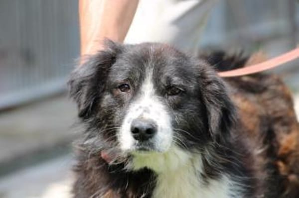 Benjo - ruhig u. sehr liebenswert