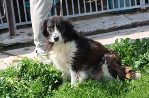 Benjo - ruhig u. sehr liebenswert