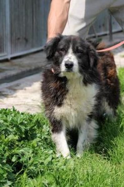 Benjo - ruhig u. sehr liebenswert