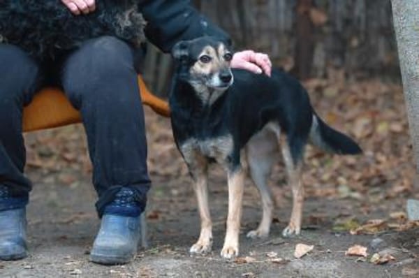Ella hofft auf ein gutes Zuhause.