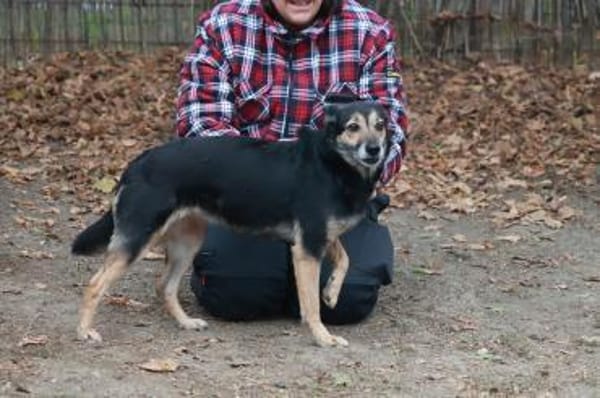 Ella hofft auf ein gutes Zuhause.