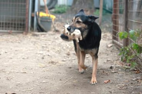 Ella hofft auf ein gutes Zuhause.