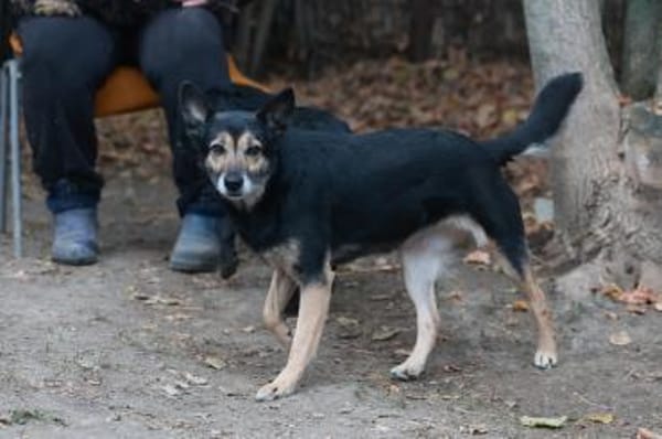 Ella hofft auf ein gutes Zuhause.