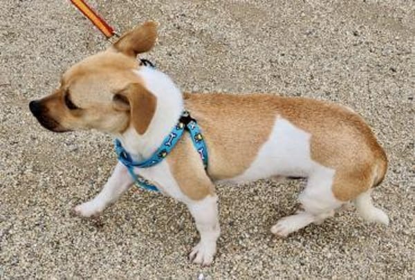 Leo, freundlich, neugierig, offen