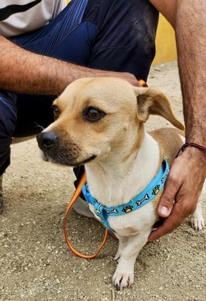 Leo, freundlich, neugierig, offen