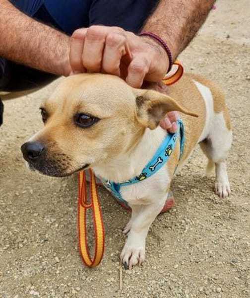 Leo, freundlich, neugierig, offen