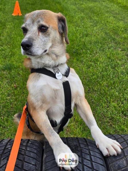 Atreju auf Pflegestelle