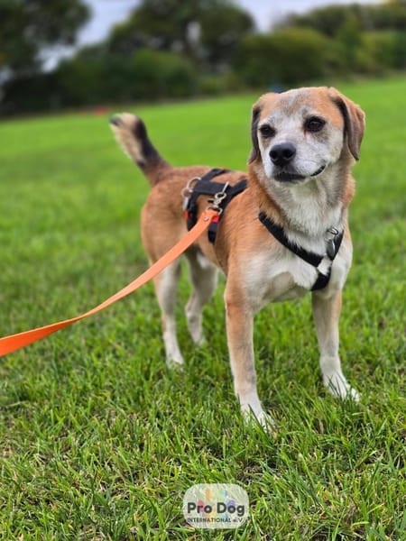 Atreju auf Pflegestelle