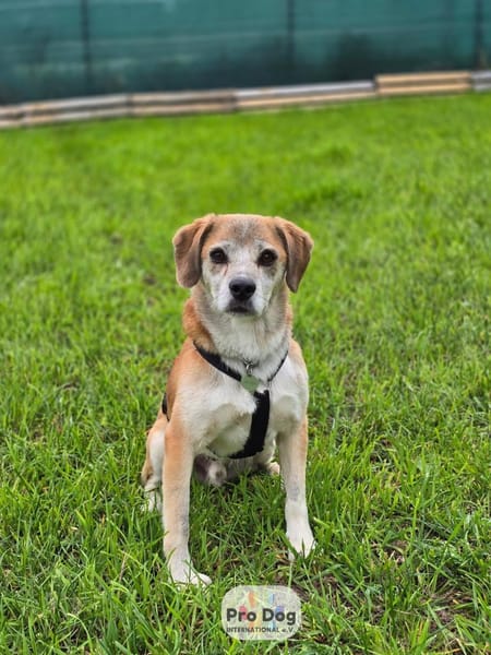 Atreju auf Pflegestelle