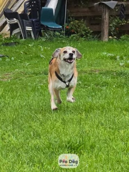 Atreju auf Pflegestelle