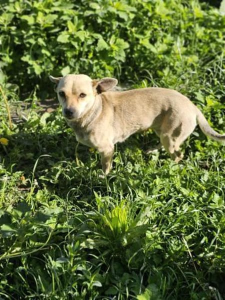 kleine Hündin Georgina sucht DICH