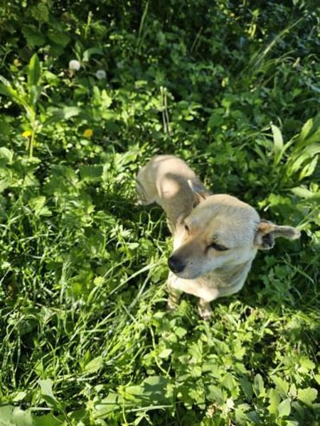 kleine Hündin Georgina sucht DICH