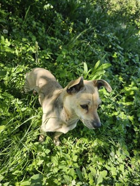 kleine Hündin Georgina sucht DICH