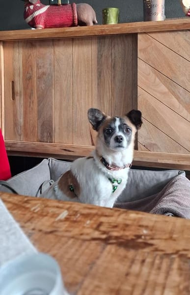 Lilly glaubt an ein Weihnachtswunder