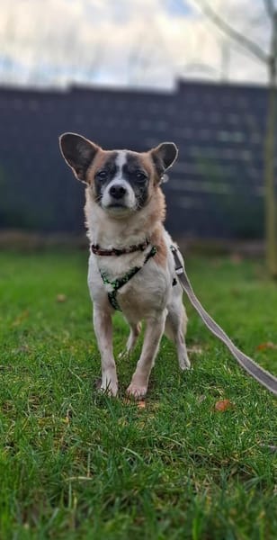 Lilly glaubt an ein Weihnachtswunder