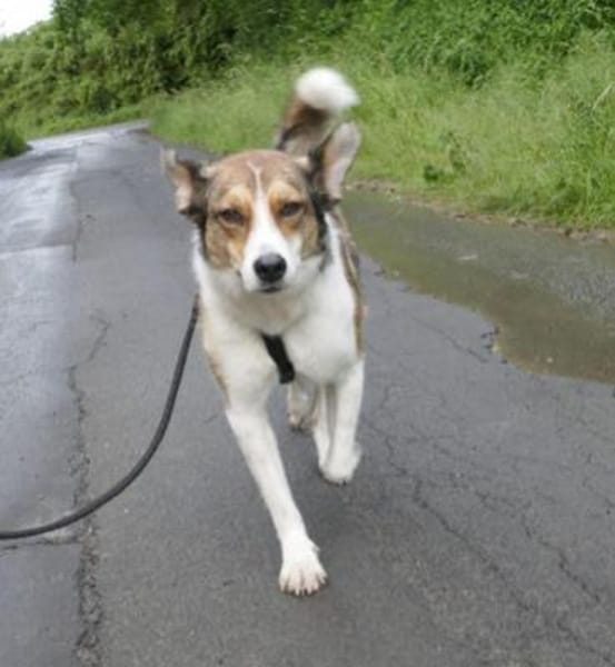 Cassy ist einfach eine Traumhündin!