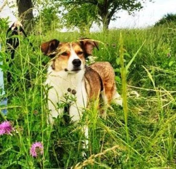 Cassy ist einfach eine Traumhündin!