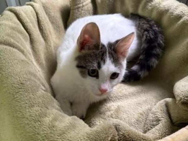 Kämpferin Perla sucht ihr Körbchen