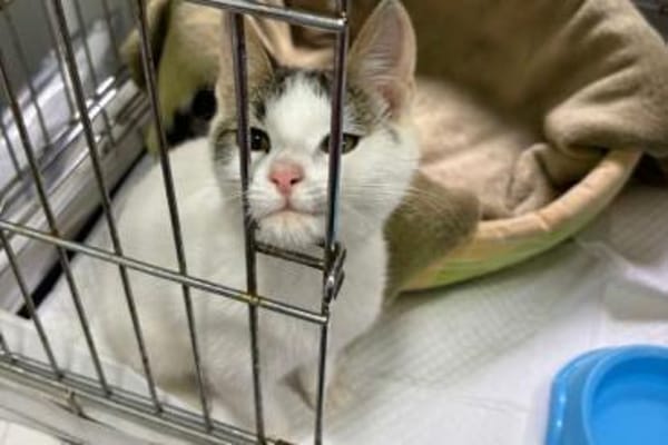 Kämpferin Perla sucht ihr Körbchen