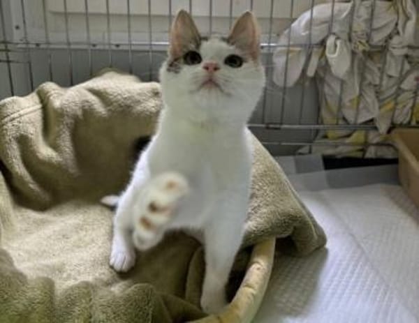 Kämpferin Perla sucht ihr Körbchen