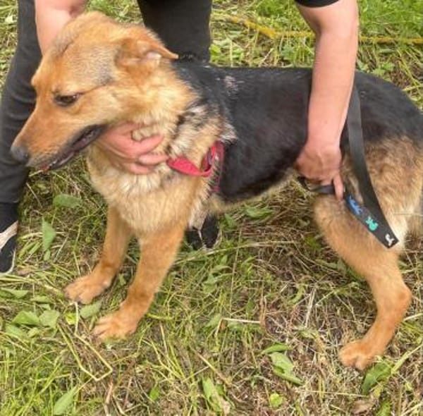 Persy sucht liebevolles Zuhause