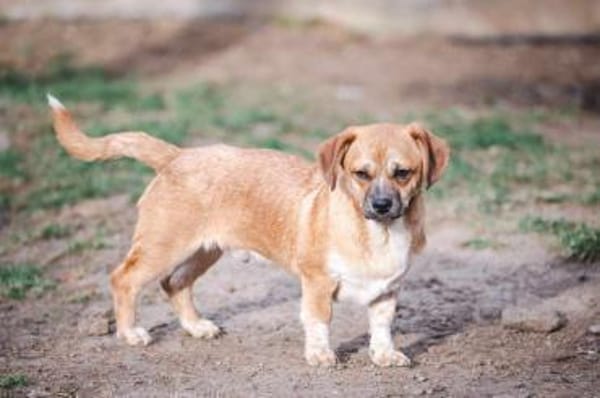 Truck möchte ein tolles Leben