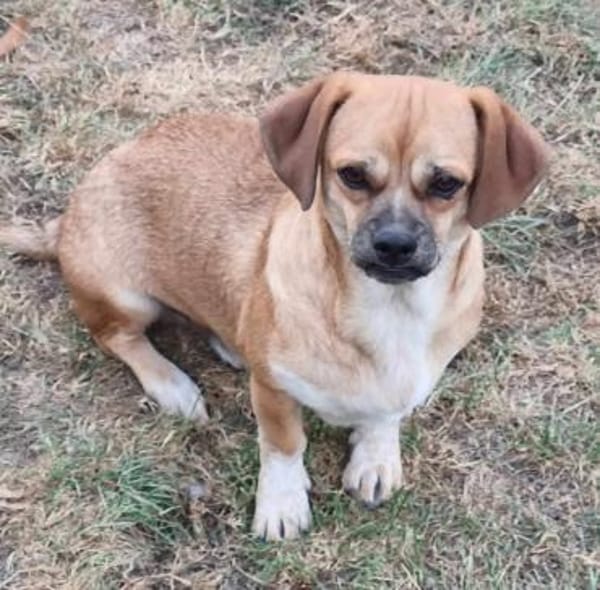 Truck möchte ein tolles Leben