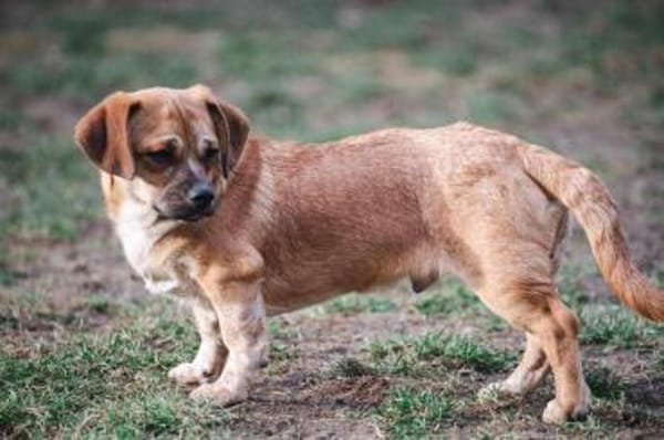 Truck möchte ein tolles Leben