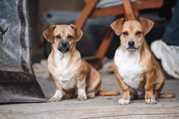 Truck möchte ein tolles Leben