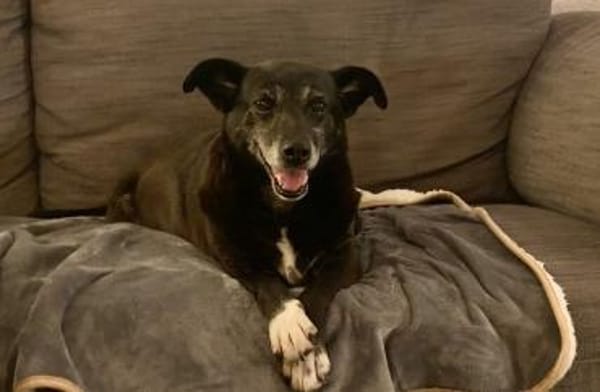 Stella sucht ein Zuhause