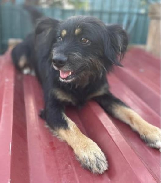 MIMO ❤ sozial, brav, wunderbar!