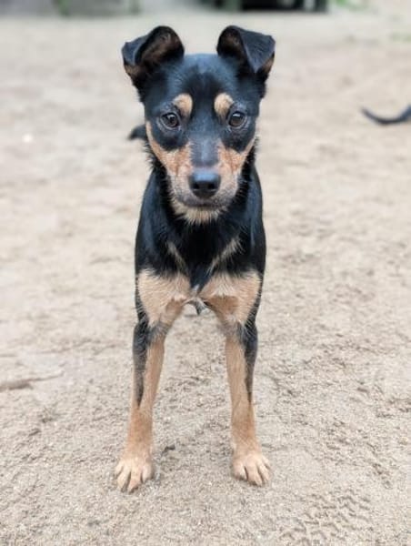 Jade, bildhübsches Mischlingsgmädchen