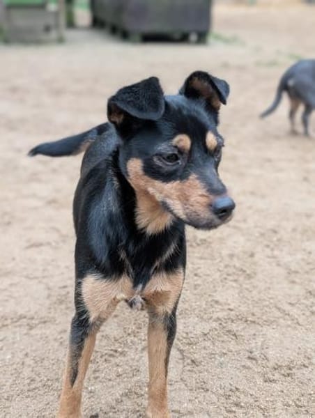 Jade, bildhübsches Mischlingsgmädchen