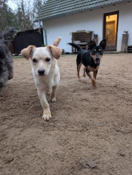 Jade, bildhübsches Mischlingsgmädchen