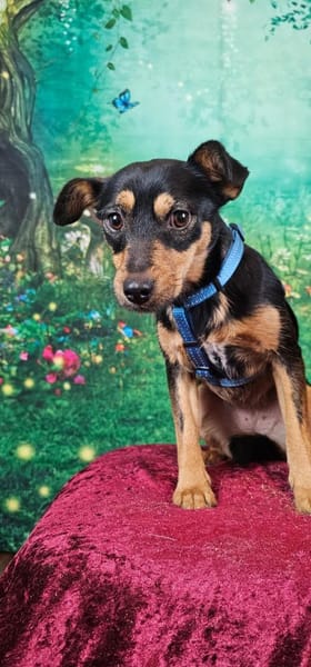 Jade, bildhübsches Mischlingsgmädchen