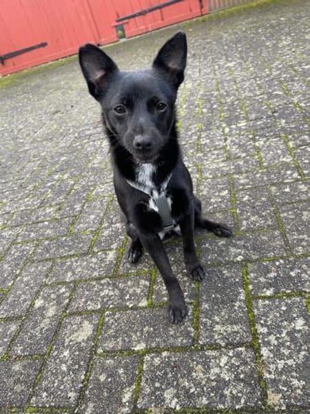 LORI (*2024) auf PS in 39606 Osterburg