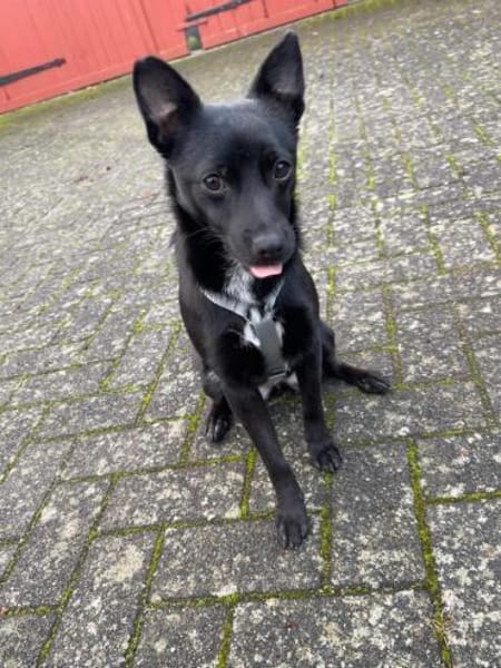 LORI (*2024) auf PS in 39606 Osterburg