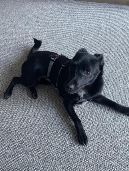 LORI (*2024) auf PS in 39606 Osterburg