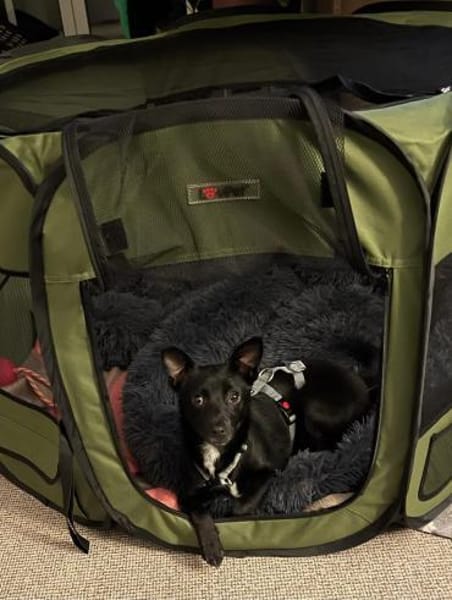 LORI (*2024) auf PS in 39606 Osterburg