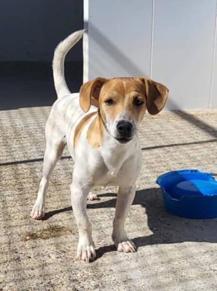 Süßer Chupa sucht ein Zuhause