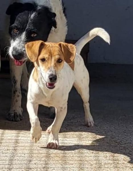 Süßer Chupa sucht ein Zuhause