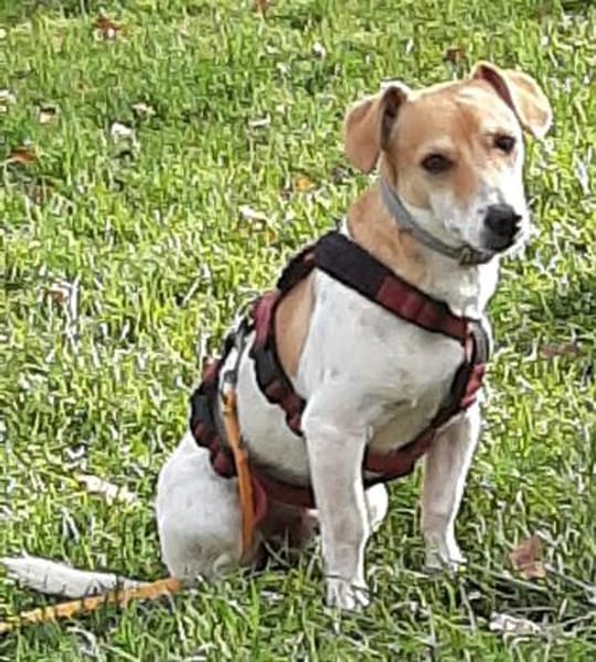 Süßer Chupa sucht ein Zuhause