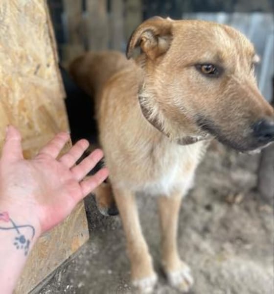 großer ODIN sucht großes Körbchen