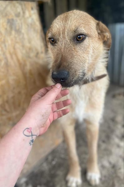 großer ODIN sucht großes Körbchen