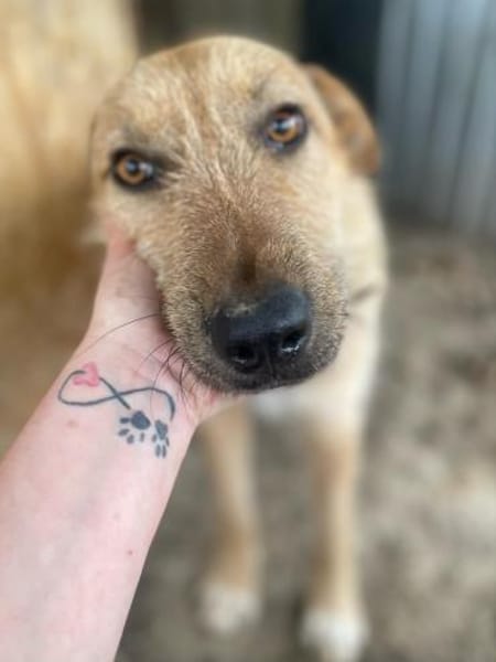 großer ODIN sucht großes Körbchen