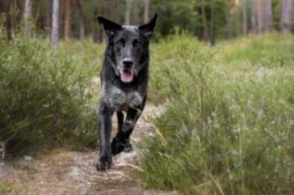 BUBI BALOU - charmanter Herzensbrecher