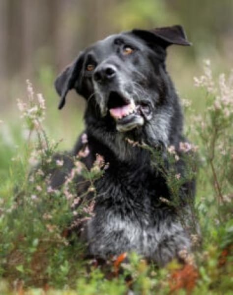 BUBI BALOU - charmanter Herzensbrecher