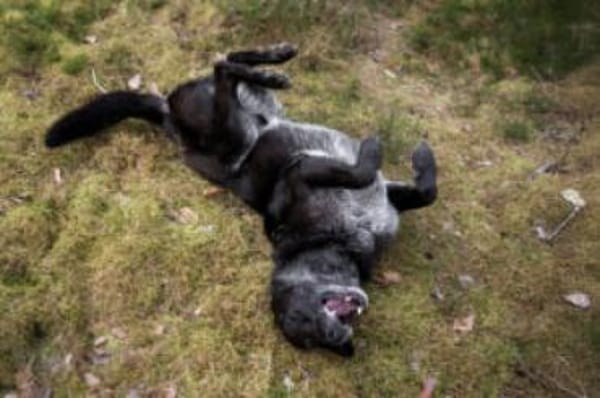 BUBI BALOU - charmanter Herzensbrecher